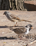 Sparrows and Juncos